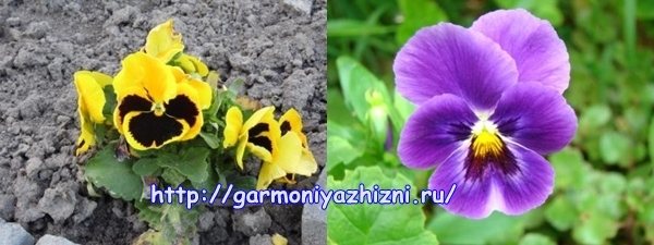 Анютины глазки: канзаши мастер класс из атласных лент